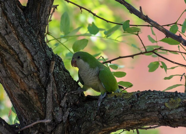 Parrocchetto monaco (Myiopsitta monachus)