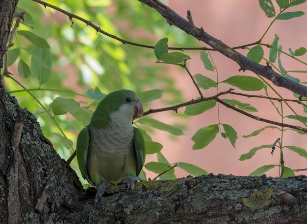 Parrocchetto monaco (Myiopsitta monachus)