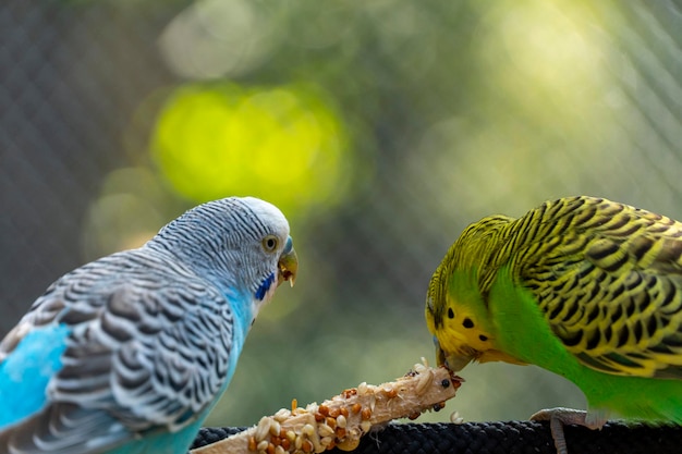 Parrocchetto uccello mangiare semi in piedi su uno sfondo di filo con bokeh bellissimo uccello colorato messico