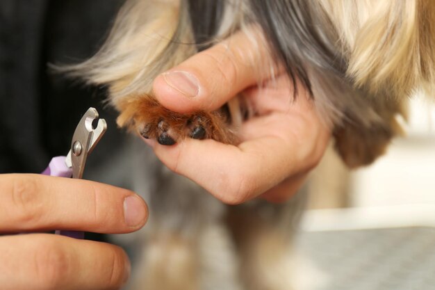 Parrucchiere canino che taglia le unghie del cane in salone