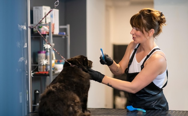 parrucchiere professionista hipster donna con tatuaggi che taglia la pelliccia di un carino cane nero in un salone di bellezza per animali