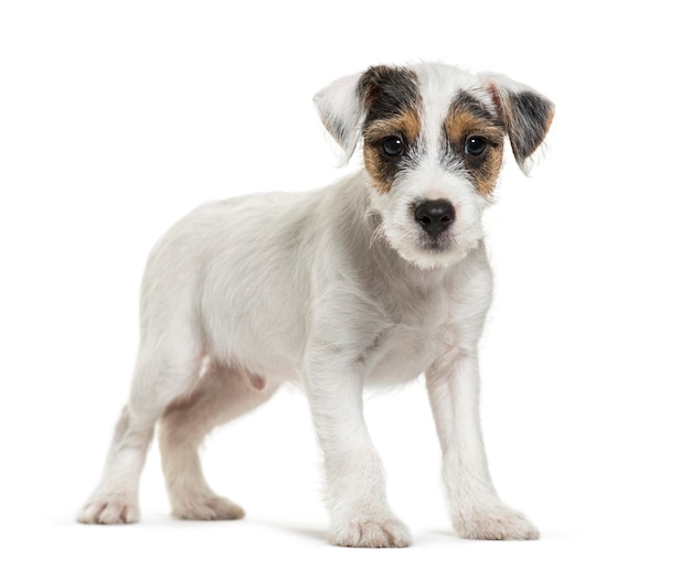 Parson Russell Terrier, 2 mesi, davanti a sfondo bianco