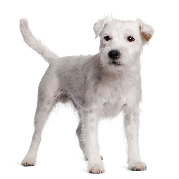 Parson Russell Terrier che sta davanti al fondo bianco