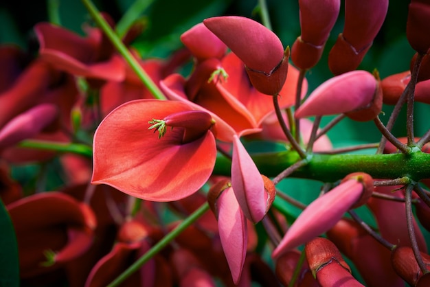 Parte astratta del primo piano rosso del fiore esotico