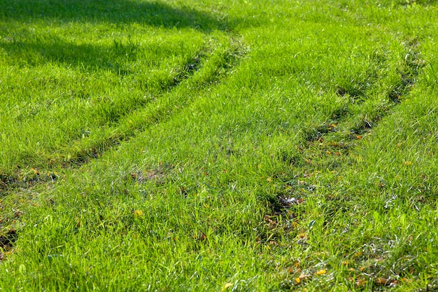 Parte del campo dove cresce l'erba verde