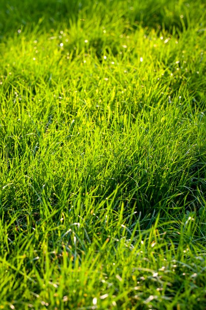 Parte del campo dove cresce l'erba verde