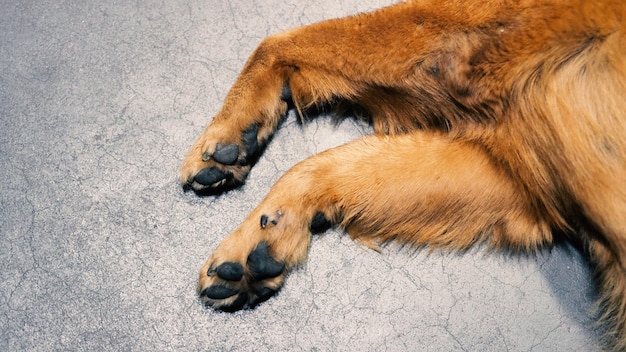 Parte del cane con il colpo del primo piano e capelli setosi marroni gialli dalla vista di angolo superiore