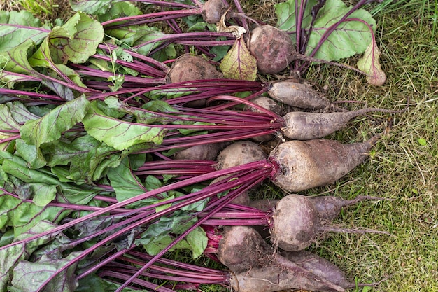 Parte del raccolto delle barbabietole fresche giace e viene essiccato con le cime sull'erba