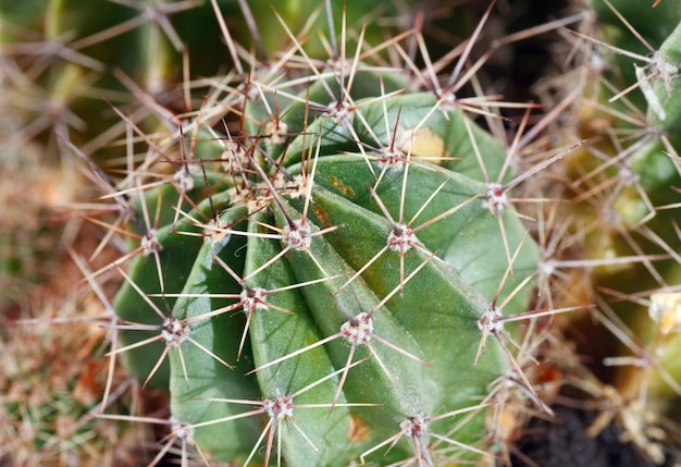 Parte della pianta di cactus barile casa in vaso spinoso.