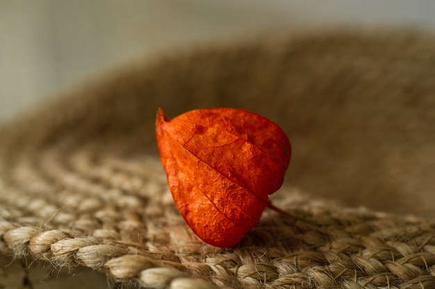 Parte della pianta Physalis peruviana isolata su una superficie. Pianta Physalis. frutta cinese. Physalis di frutti arancioni. Harvest physalis