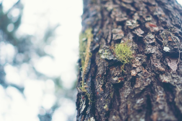 parte della scena della foresta tropicale profonda