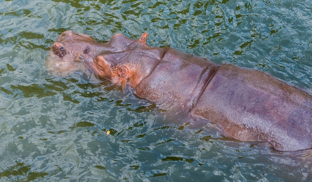 Parte di Hippopotamus (Hippopotamus Amphibius) che bagna nello stagno.