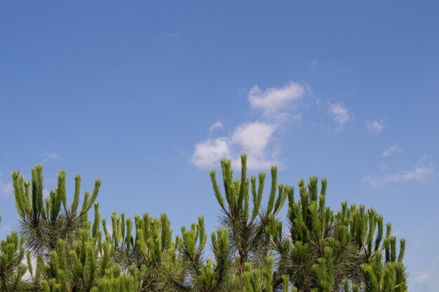 Parte di un albero e foglie come texture di sfondo naturale