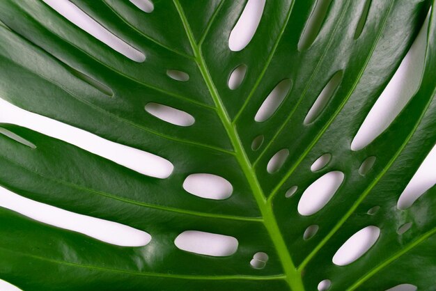 Parte di una grande foglia di un monstera tropicale Struttura di fondo naturale delle foglie tropicali