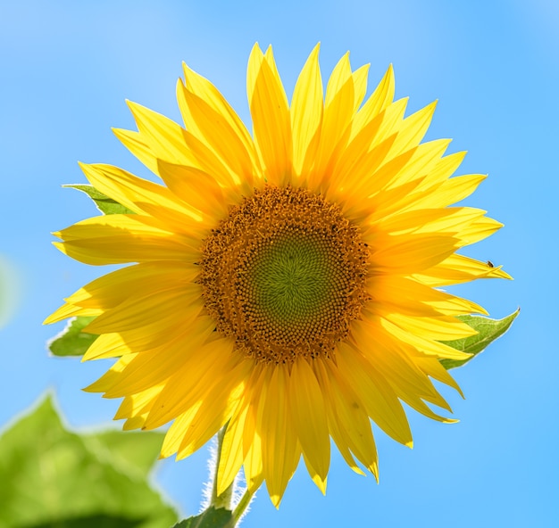 Parte posteriore del girasole illuminata contro il cielo