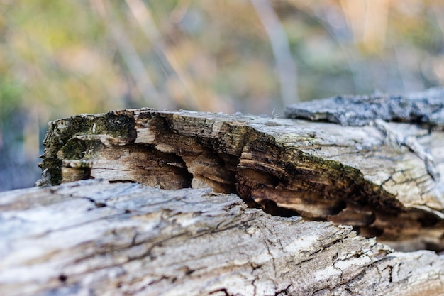 parte rotta di un tronco di legno con sfocatura dello sfondo