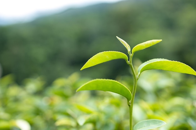 Parte superiore della foglia di tè verde nella piantagione di tè del mattino
