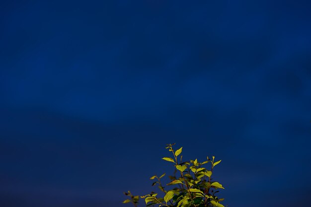 Parte superiore della pianta notte bokeh sfondo hd