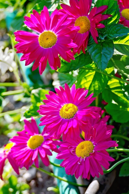 Partenio fiori cremisi su uno sfondo di fogliame verde