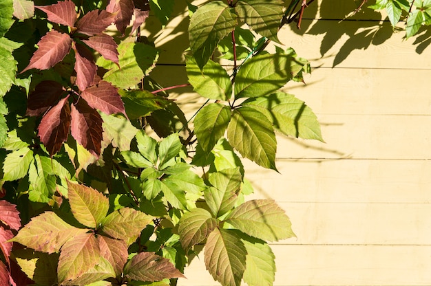 Parthenocissus