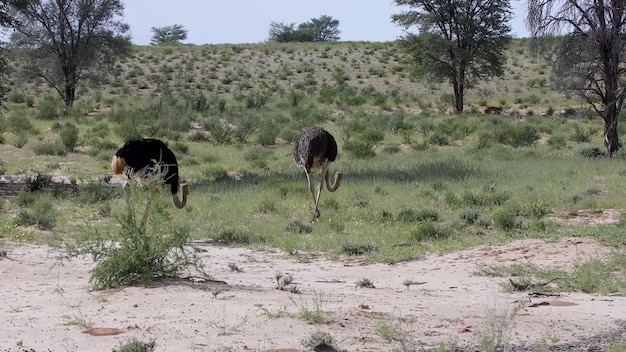 Parti per un affascinante viaggio attraverso le affascinanti meraviglie del Caprivi Game Park