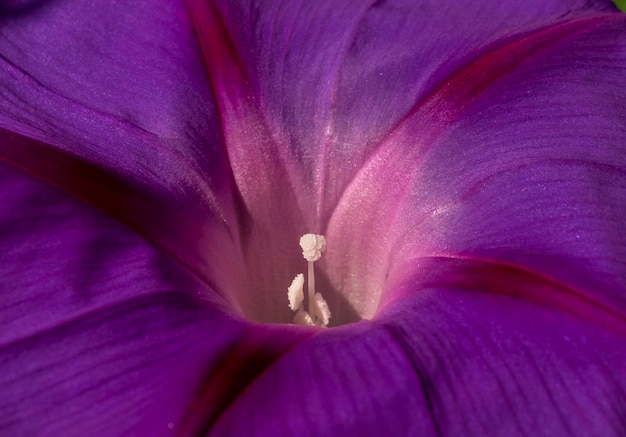 Particolare degli stami e dei pistilli all'interno del fiore della campanula viola