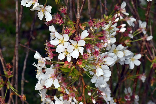 Particolare dei fiori del ciliegio a fioritura invernale Prunus subhirtella È una specie utilizzata nel giardinaggio