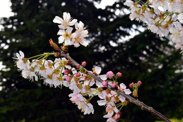 Particolare dei fiori del ciliegio giapponese Prunus serrulata È una specie originaria della Cina Corea e Giappone
