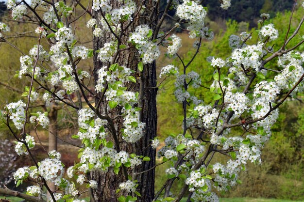 Particolare dei fiori del pero Callery Pyrus calleryana È una specie endemica della Cina e del Vietnam