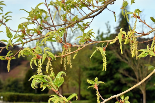 Particolare dei fiori della quercia da sughero cinese Quercus variabilis È una specie utilizzata nel giardinaggio