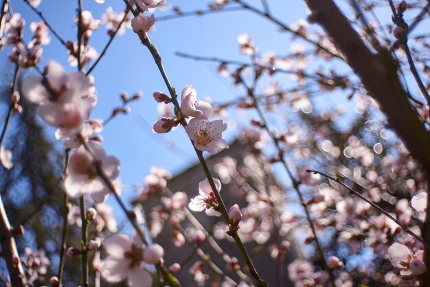 Particolare dei fiori di pesco bianco che sbocciano in primavera