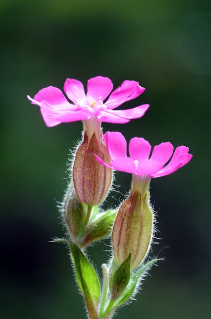 Particolare dei fiori di Red Campion (Silene dioica)