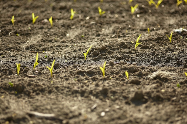 Particolare dei germogli di mais in primavera all'interno del campo dell'azienda agricola dove viene coltivato