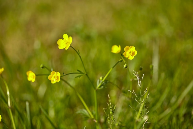 Particolare dei narcisi gialli che fioriscono nei prati in primavera