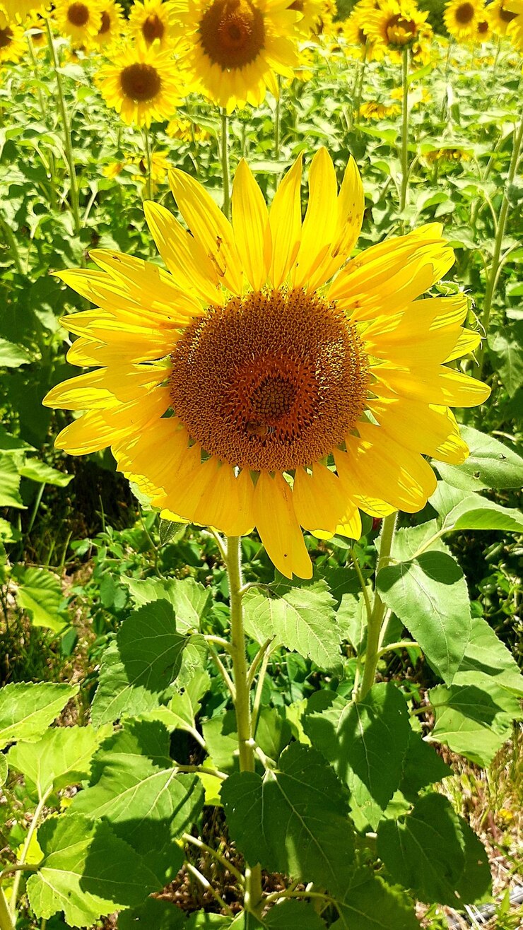 Particolare del campo di girasole