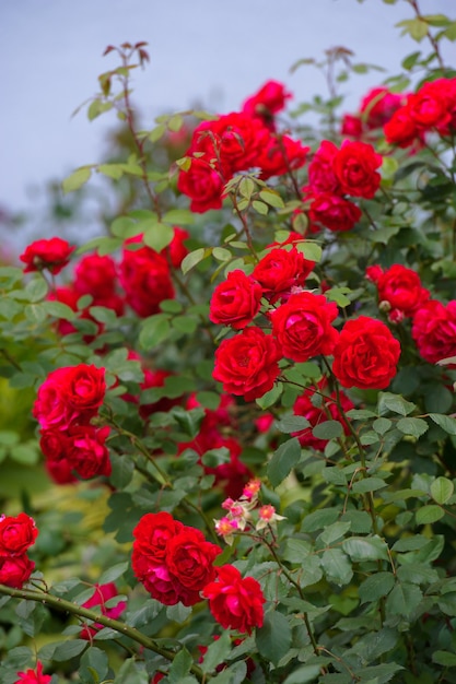 Particolare del cespuglio di rose come sfondo floreale