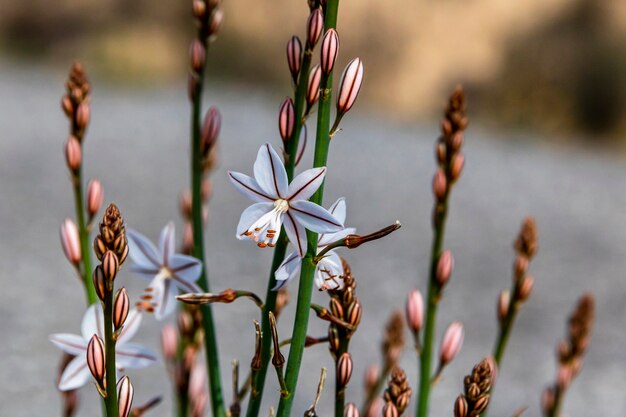 Particolare del fiore con i raggi del sole e le ragnatele nella montagna di Alicante.