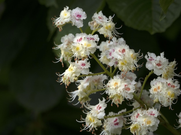 particolare del fiore dell'ippocastano