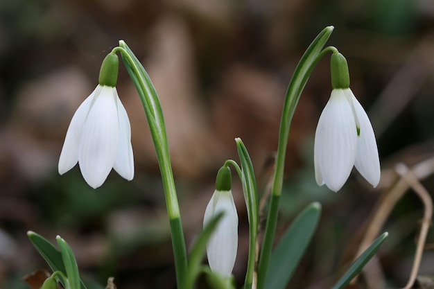 Particolare del fiore della purificazione