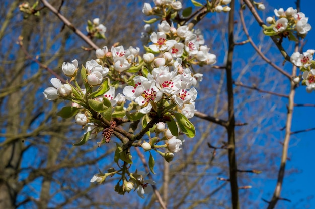 Particolare del fiore di melo