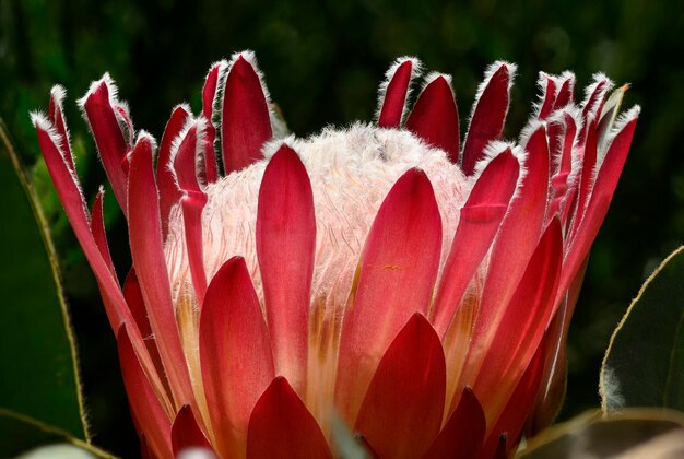 Particolare del fiore di Protea dal Sud Africa