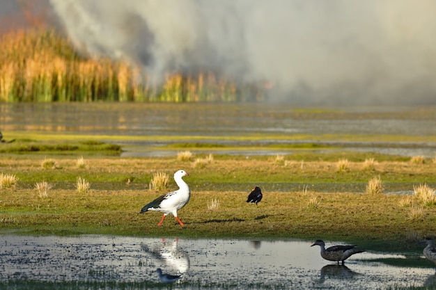 Particolare del fuoco di canne all'interno del lago Junin