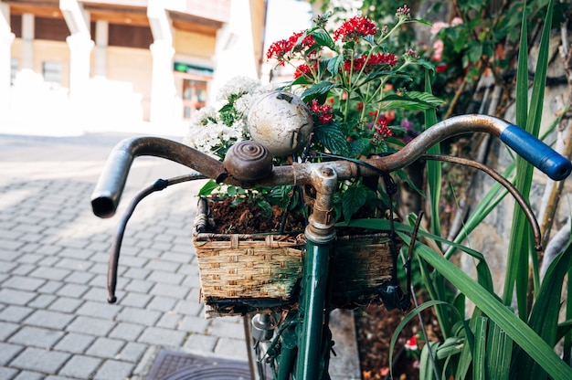 Particolare del manubrio di una vecchia bicicletta con cesto di fiori.