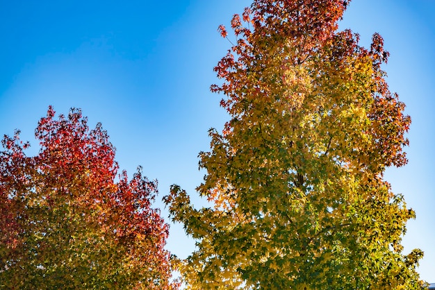 Particolare dell'albero di arancio in autunno e nel cielo azzurro