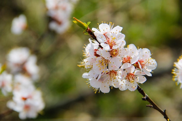 Particolare dell'albicocco in fiore