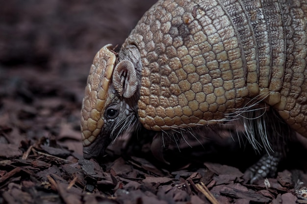 Particolare dell'armadillo