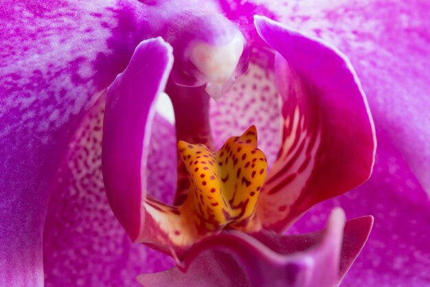 Particolare dell'orchidea in fiore