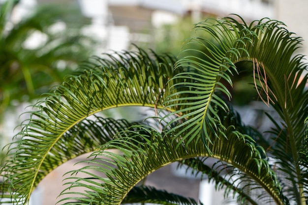 Particolare della foglia di palma verde in vacanza