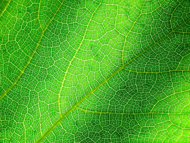 Particolare della nervatura a foglia verde