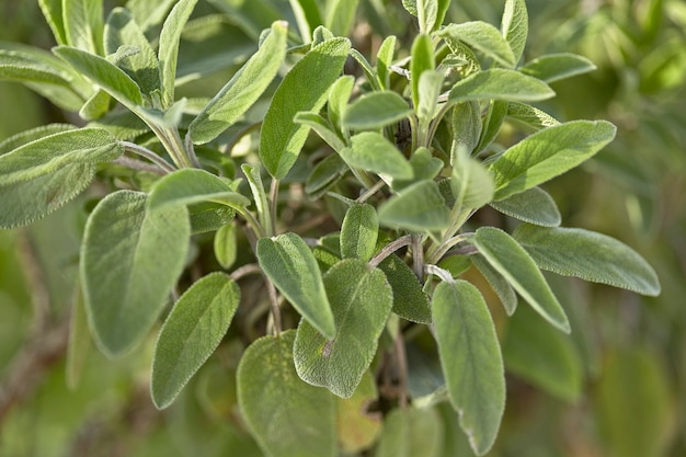 Particolare della pianta della salvia, famosa spezia utilizzata in cucina mentre cresce in una coltivazione.